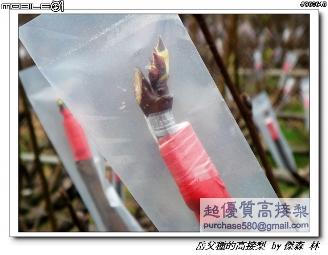 開包文_用心呵護的高接梨