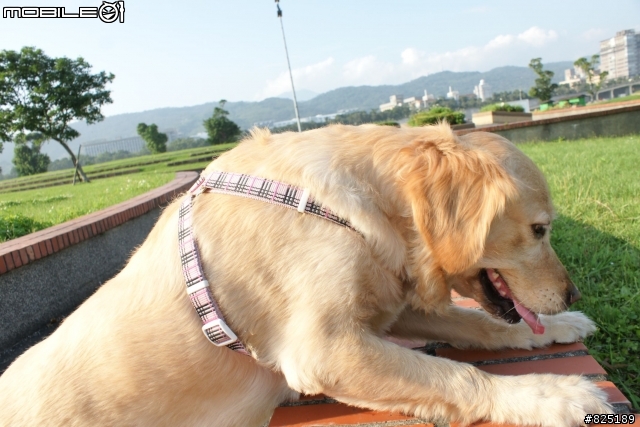 [大佳河濱公園]借用A700的感覺+1870Kit鏡....愛不釋手....