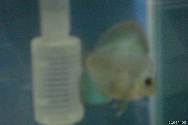 其實養七彩也可以很簡單哦