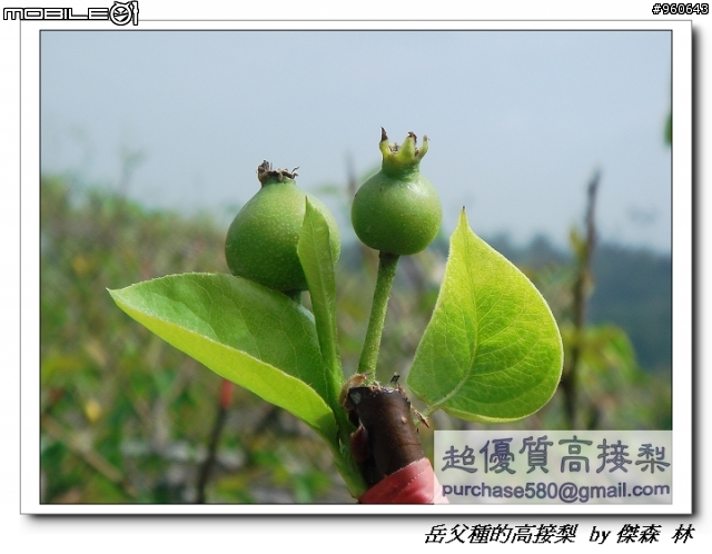 開包文_用心呵護的高接梨
