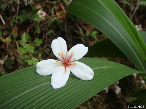 大家來分享一下騎愛車賞桐花的路徑和照片吧!