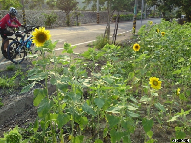 5/30 葡萄園路線照片分享.......
