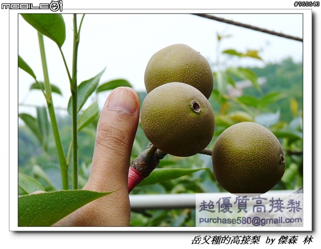 開包文_用心呵護的高接梨
