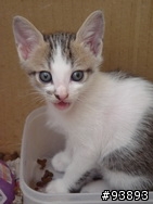 認養 快兩個月的小虎班男生一隻