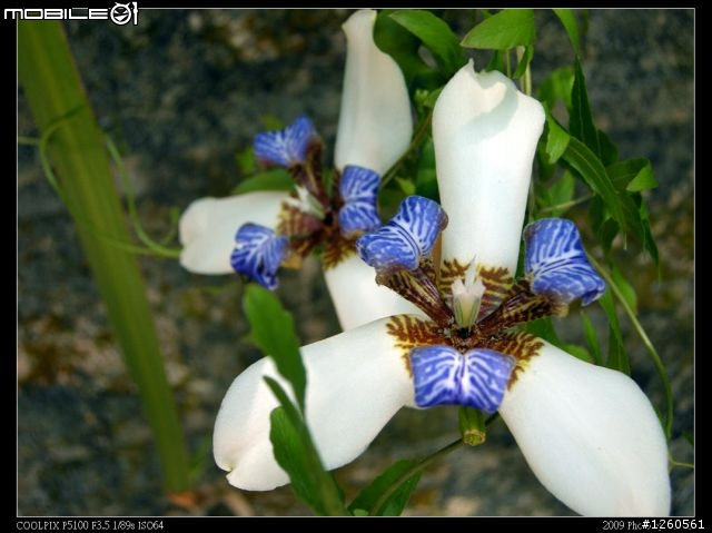 Nikon Coolpix P5100 新手試拍