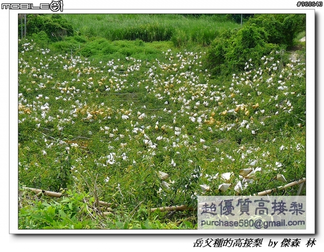 開包文_用心呵護的高接梨
