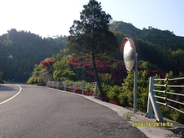 四明山4月的红枫