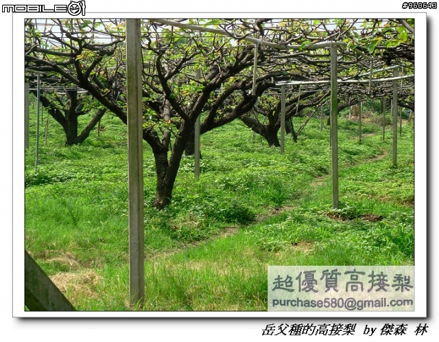開包文_用心呵護的高接梨