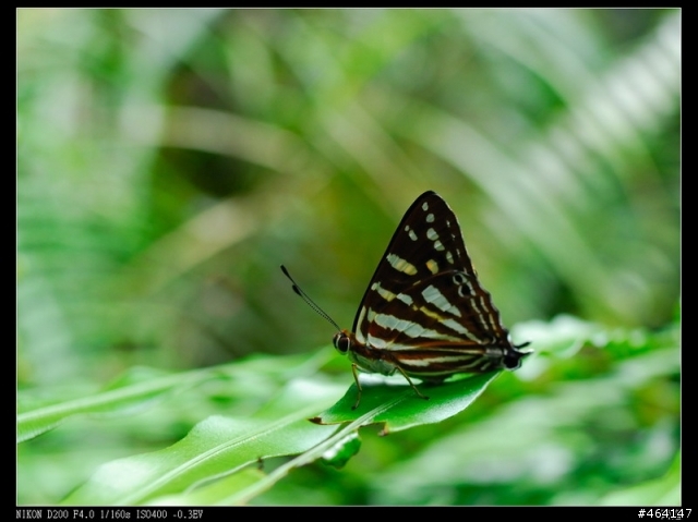 ZF 25mm/2.8 初體驗