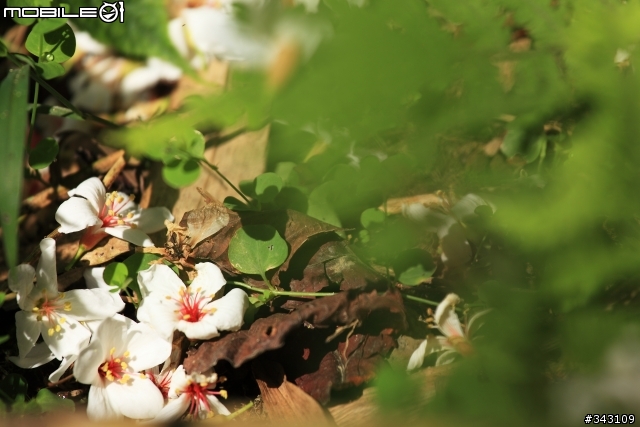 Canon 遇見油桐花