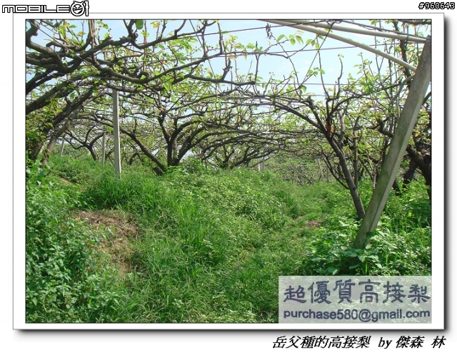 開包文_用心呵護的高接梨