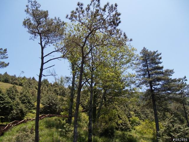 新竹五峰鄉一日遊--觀霧、雪霸休閒農場、清泉