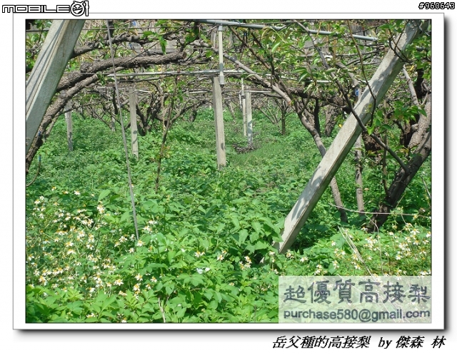 開包文_用心呵護的高接梨