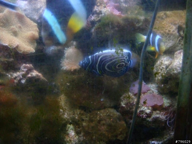 【分享】熱帶魚..鸚鵡..兔子