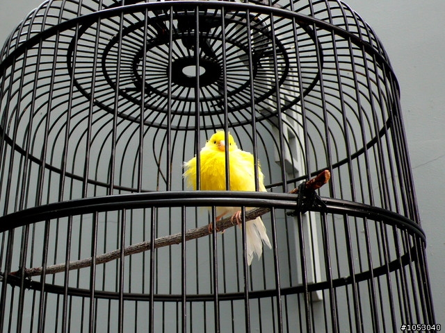 湖光山色相映在布榖鳥(BROMPTON、BIRDY)~日月潭環湖、西湖環鄉