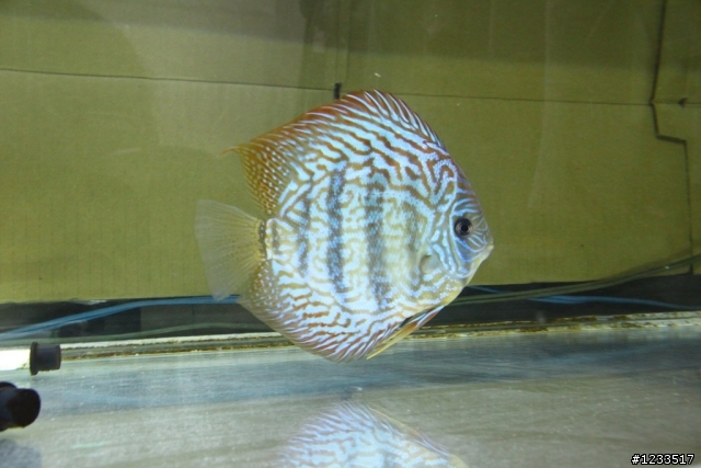 關於500D拍攝水族箱中魚的問題