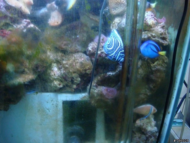 【分享】熱帶魚..鸚鵡..兔子