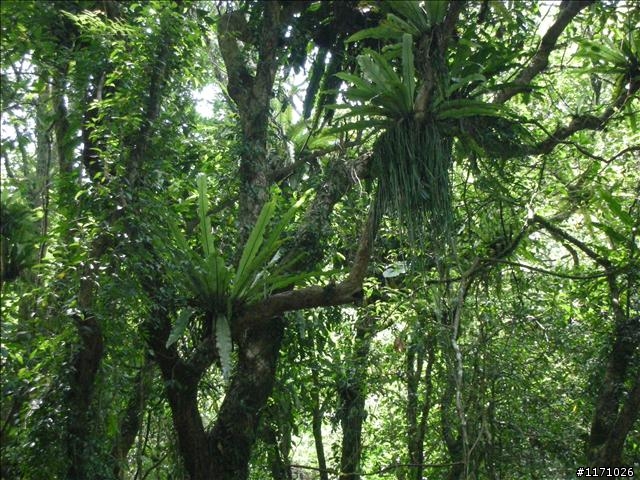 熊空越嶺紅河谷