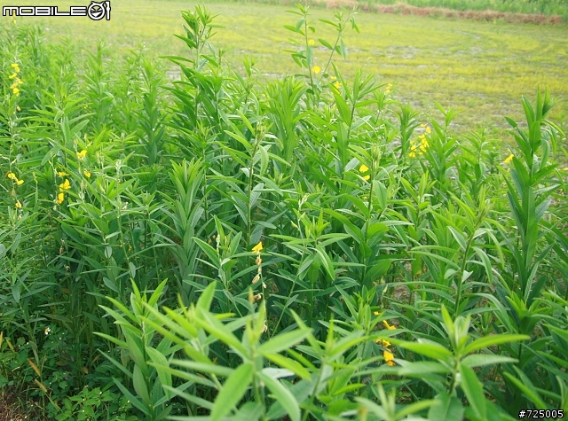 請問在座植物專家/高手，這是啥米花!!??