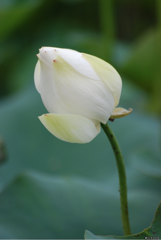 2009Y 蓮花照蓋樓