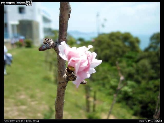 Nikon Coolpix P5100 新手試拍