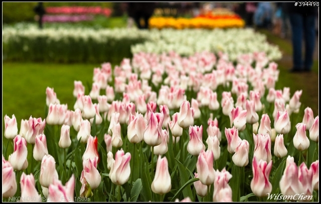 荷蘭 Keukenhof 花園