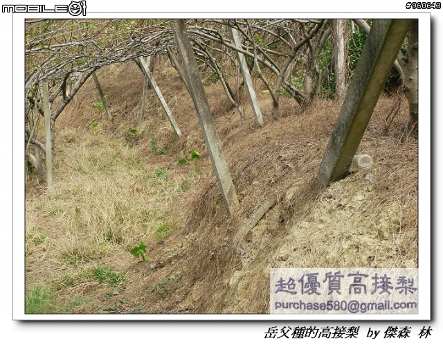 開包文_用心呵護的高接梨