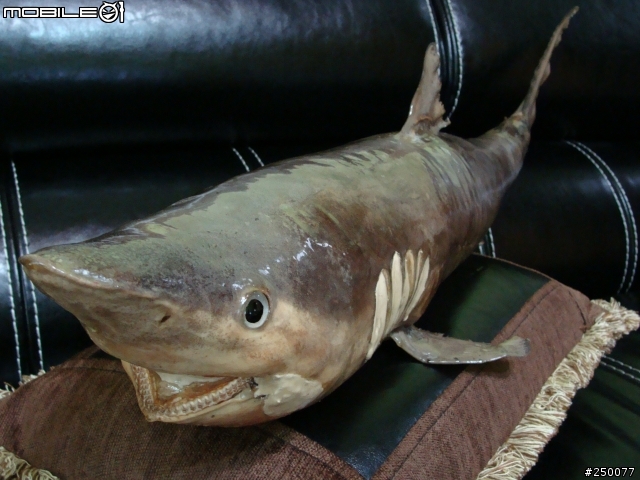這算是藝品嗎?我的鯊魚標本收藏