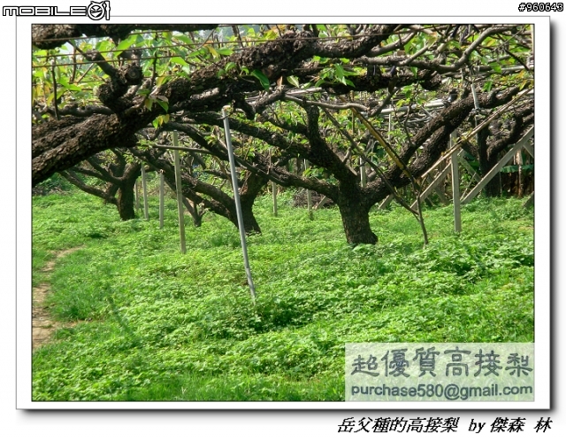 開包文_用心呵護的高接梨