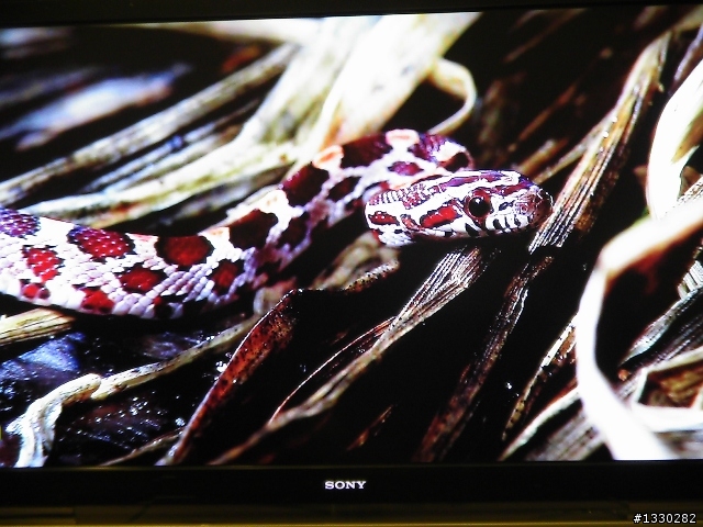 Sony KDL-52w4100 開箱文(新手上路!!!)