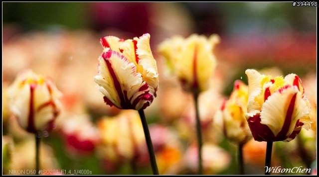 荷蘭 Keukenhof 花園