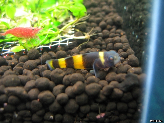 我新設的水草缸