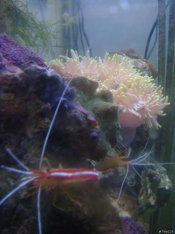 【分享】熱帶魚..鸚鵡..兔子