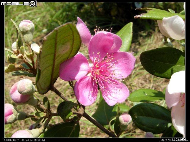Nikon Coolpix P5100 新手試拍