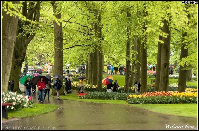 荷蘭 Keukenhof 花園