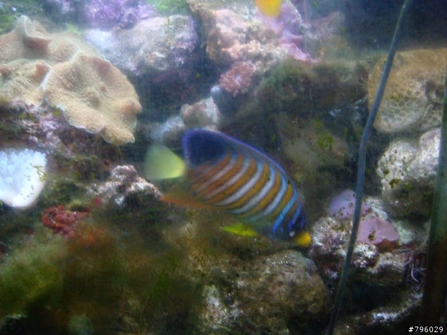 【分享】熱帶魚..鸚鵡..兔子
