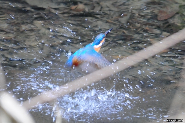 [分享]Nikon 真鳥 假鳥 鐵鳥 粉鳥貼圖區