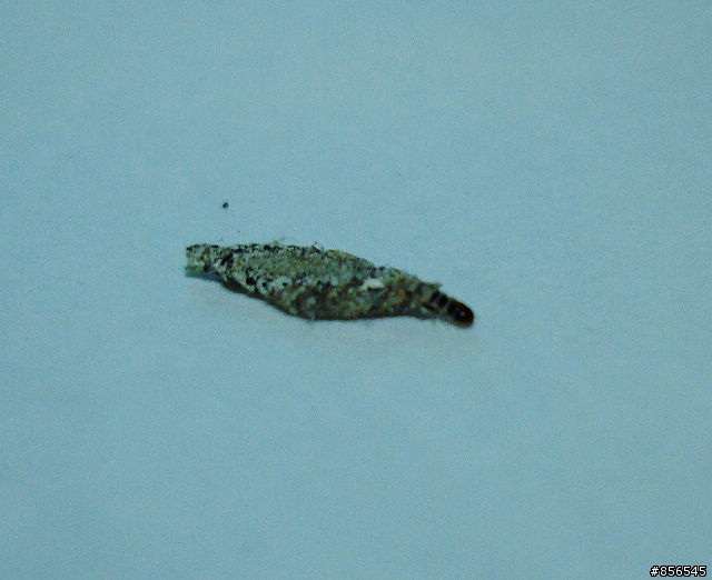 請問有人知道這種蟲是什麼嗎?[以解答.謝謝大家] P.S.請有心理準備 不喜勿近