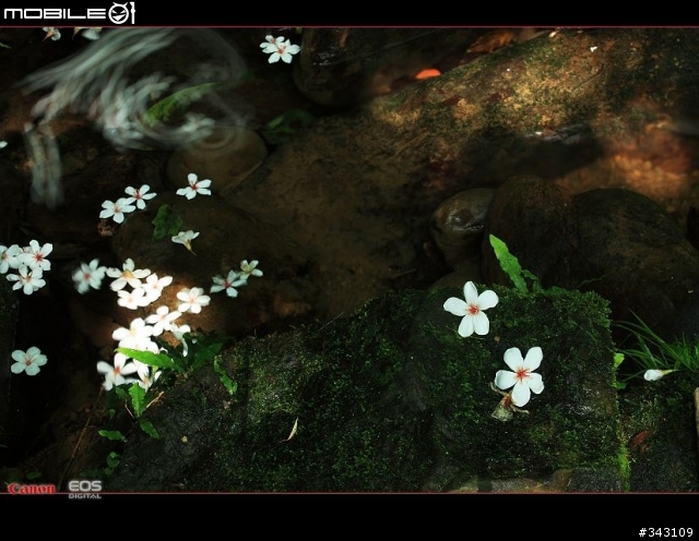 Canon 遇見油桐花