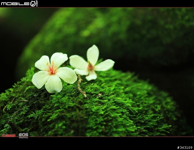 Canon 遇見油桐花