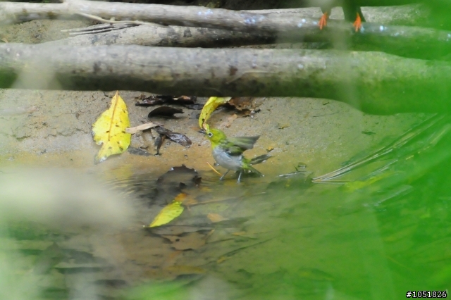 [分享]Nikon 真鳥 假鳥 鐵鳥 粉鳥貼圖區