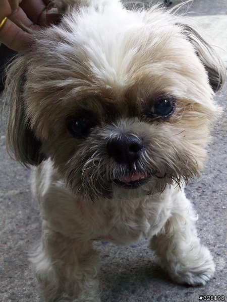 "牠想回家"可愛西施犬
