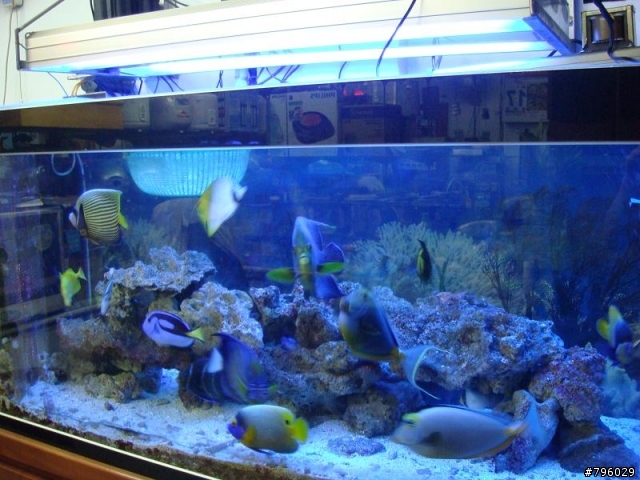 【分享】熱帶魚..鸚鵡..兔子