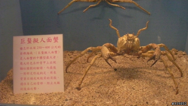 2009春末6天5夜菊島行~完~照片多喔