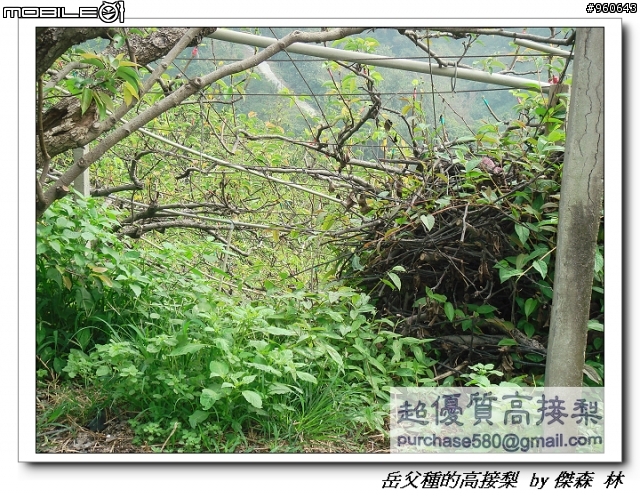 開包文_用心呵護的高接梨