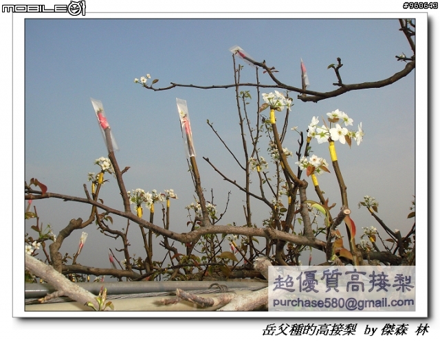 開包文_用心呵護的高接梨