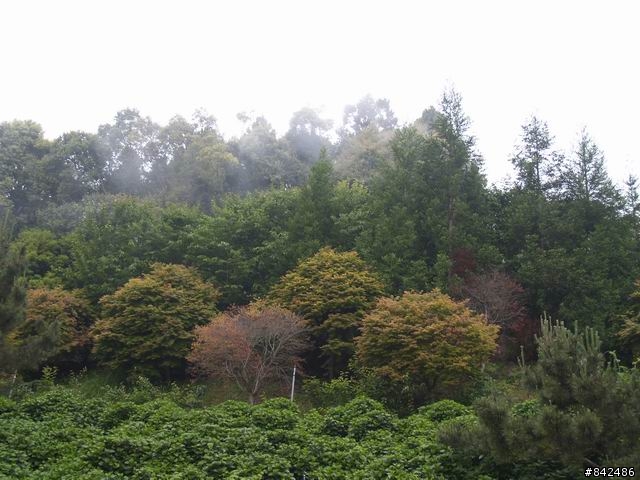 新竹五峰鄉一日遊--觀霧、雪霸休閒農場、清泉