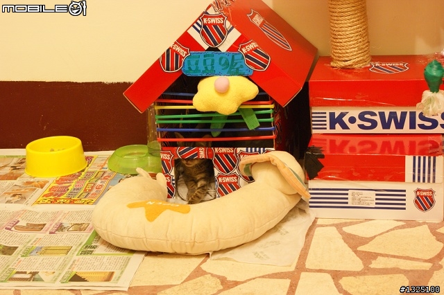 吾皇豆豆，進貢囉~貓屋與貓爪柱(自製)