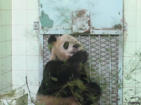 上海動物園