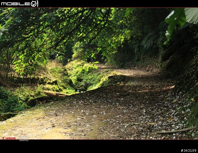 Canon 遇見油桐花